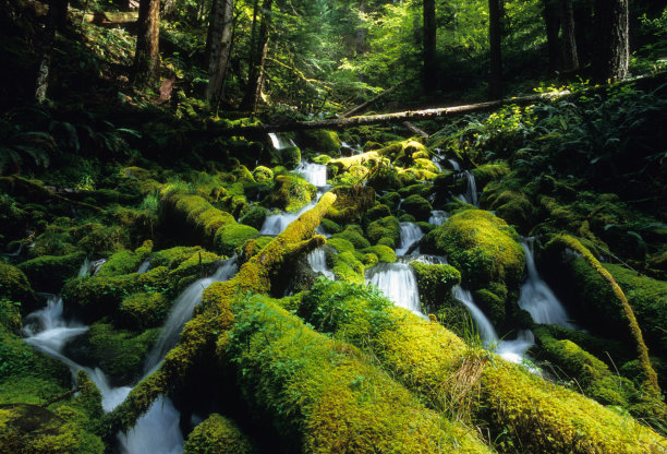 雨林溪图片下载