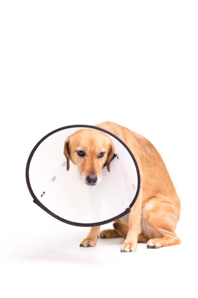 手术后戴着保护项圈的狗狗看起来很可怜。图片下载