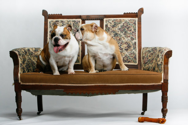 恋爱中的斗牛犬图片下载