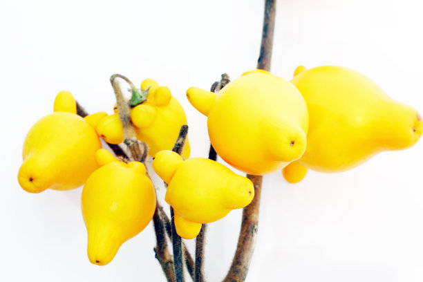 茄属植物mammosum植物图片下载