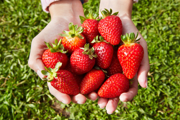 新鲜的草莓图片下载