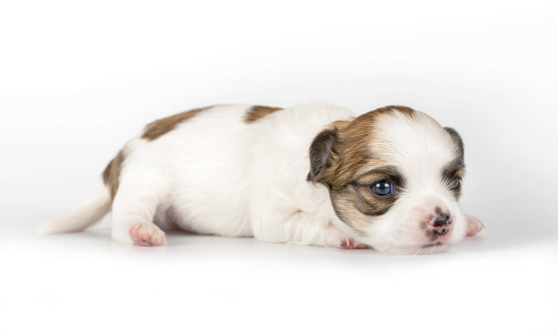 三周大的吉娃娃小狗图片下载