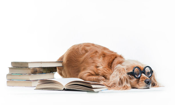 可卡犬图片下载