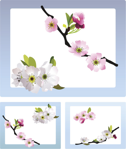 脆弱的樱花图片下载