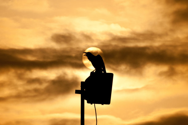 乌鸦的太阳图片下载