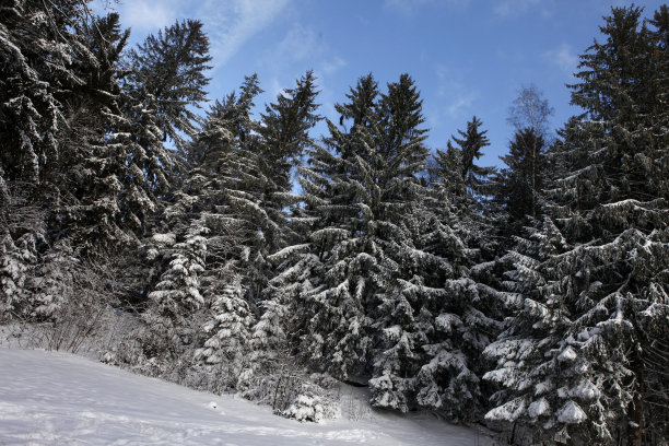 松树上覆盖着积雪图片下载