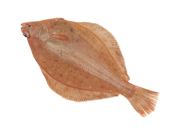 轻拍鱼图片下载