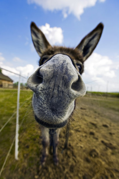 驴的鼻子图片下载