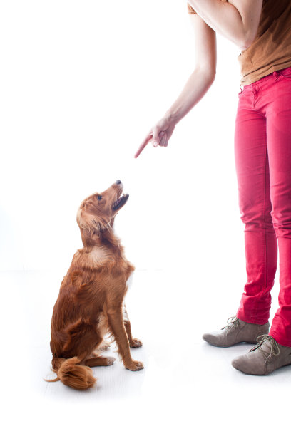 训练你的狗图片下载