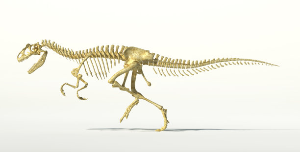 异特龙恐龙照片逼真的骨架。图片下载