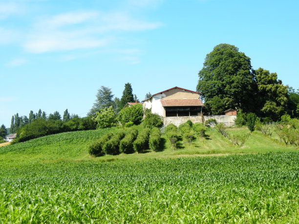 在玉米图片下载