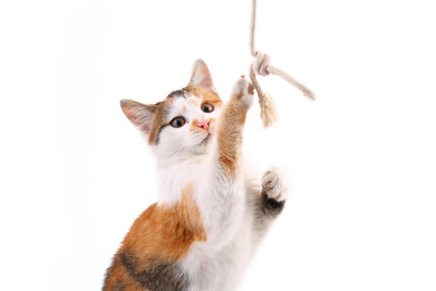 顽皮的小猫图片下载