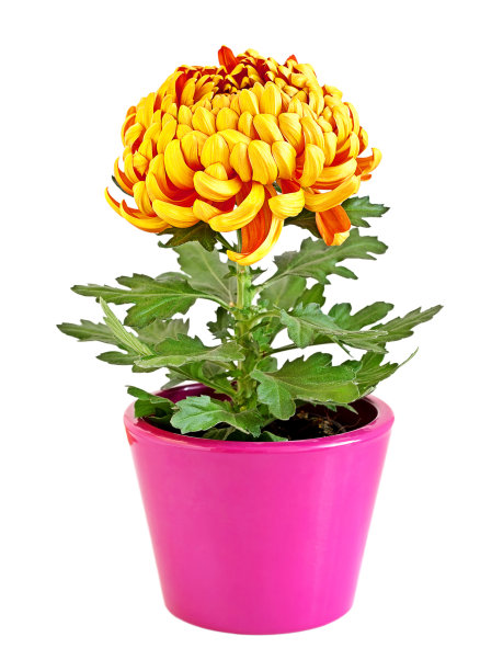 黄色的菊花图片下载