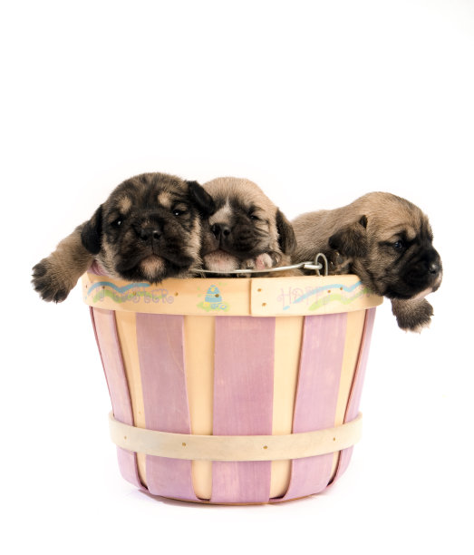 篮子里的三只小狗图片下载