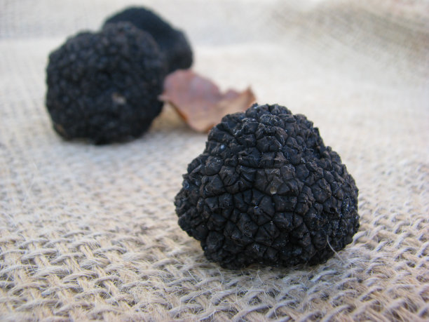 松露松露图片下载