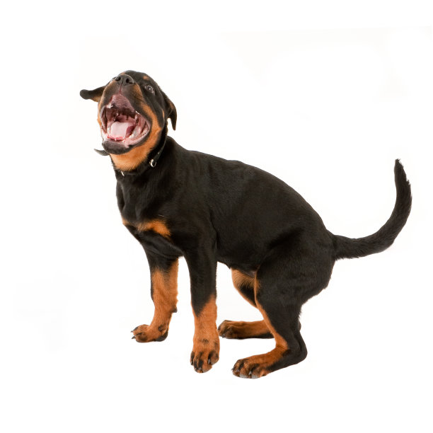 罗特韦尔犬小狗图片下载