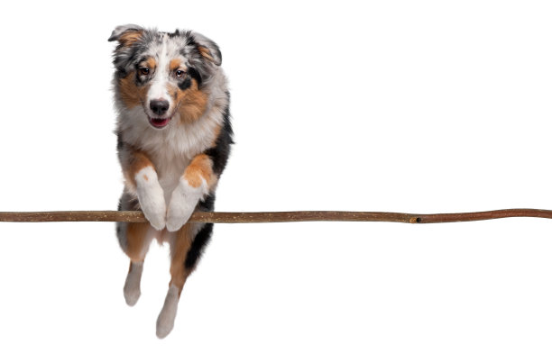澳大利亚牧羊犬在白色背景下跳过树枝图片下载