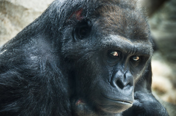 大猩猩图片下载