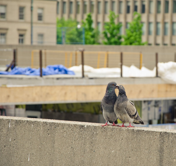下午吻图片下载