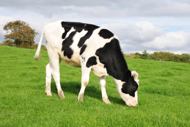 荷斯坦牛吃草图片下载