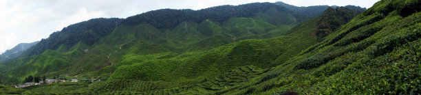 茶的农场图片下载