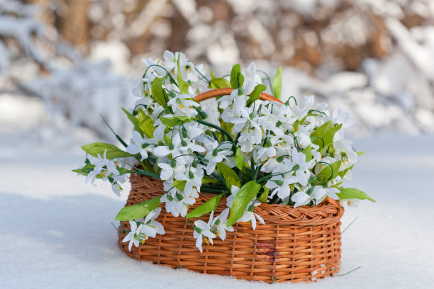 有雪花莲的大篮子图片下载