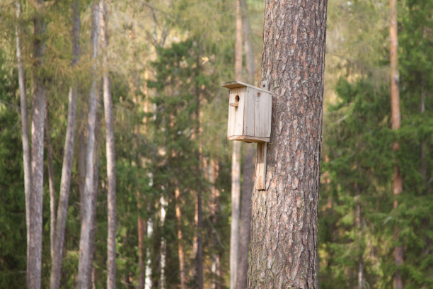 森林中的鸟家图片下载
