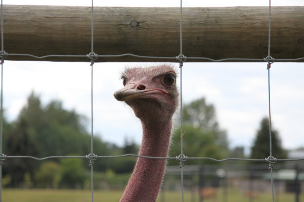 鸵鸟农场图片下载