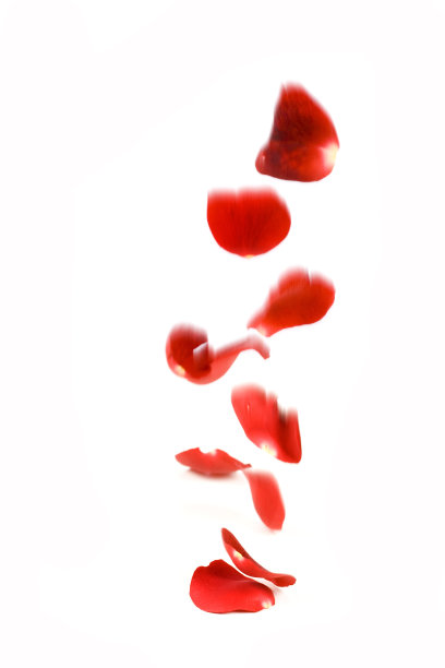 飘落的红玫瑰花瓣图片下载