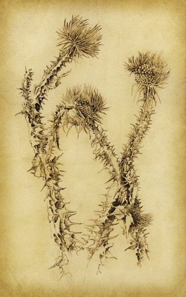 干草药图片下载