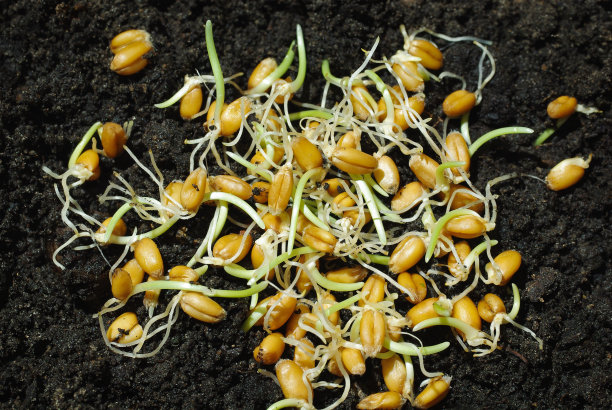 小麦胚芽图片下载