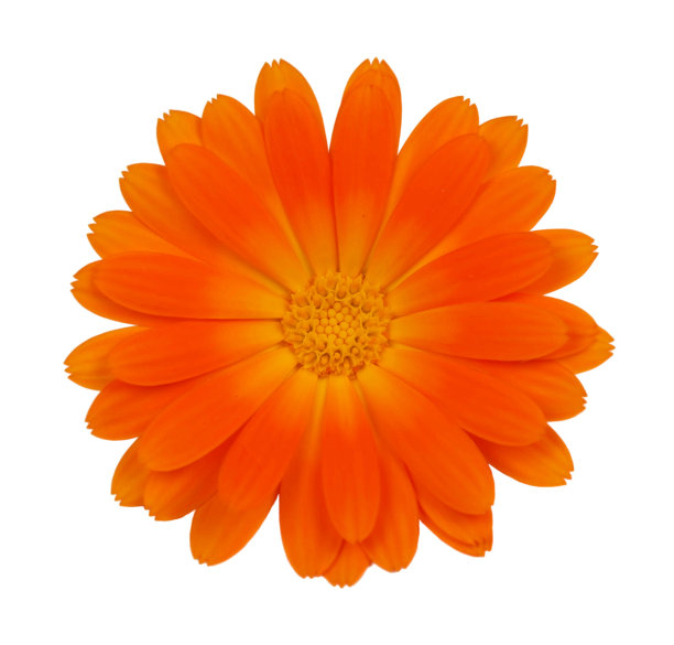 美丽的绽放图片下载