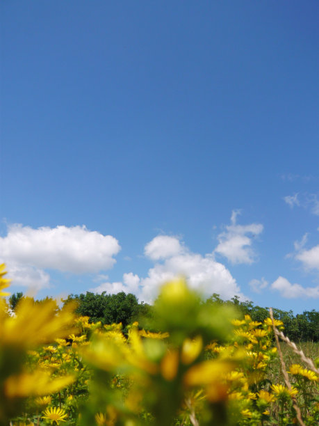 黄花场图片下载
