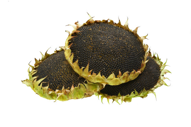 向日葵图片下载