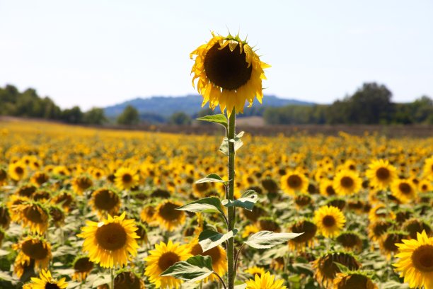 孤独的向日葵在广阔的田野里图片下载