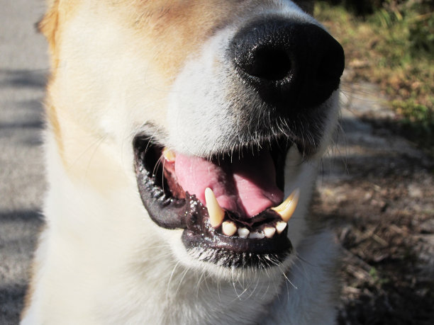 狗的嘴有牙齿和鼻子，细节，正面视图图片下载