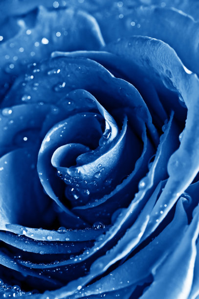 带水珠的蓝色玫瑰图片下载