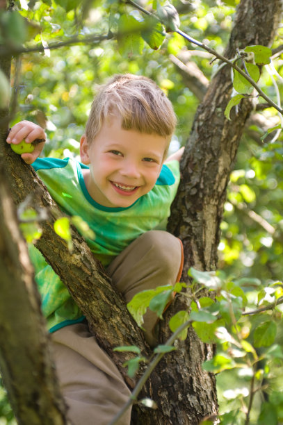 苹果树上的男孩图片下载