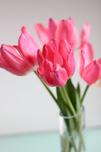 粉色郁金香图片下载