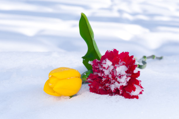 美丽的花朵图片下载