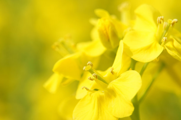 油菜花花朵(特写)。图片下载