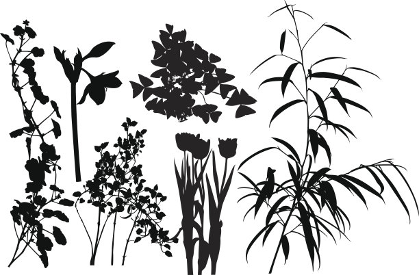 植物组我图片下载