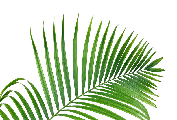 棕榈叶图片下载