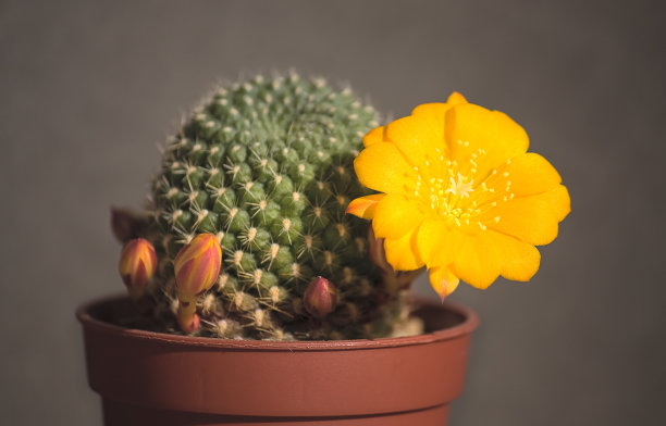 盛开的仙人掌图片下载