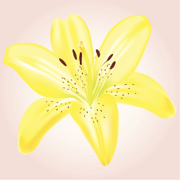 黄色的金针菜。现实的矢量图。图片下载