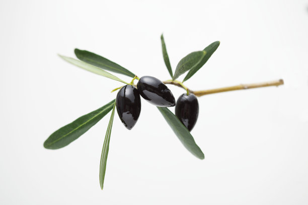 黑橄榄图片下载