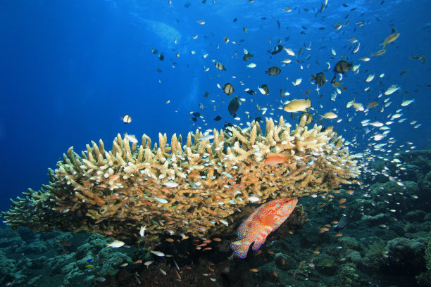 有鱼和珊瑚的珊瑚礁图片下载