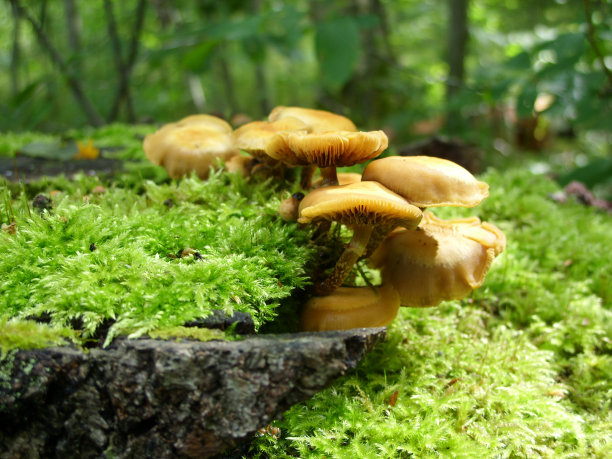 俄罗斯森林里的蘑菇图片下载