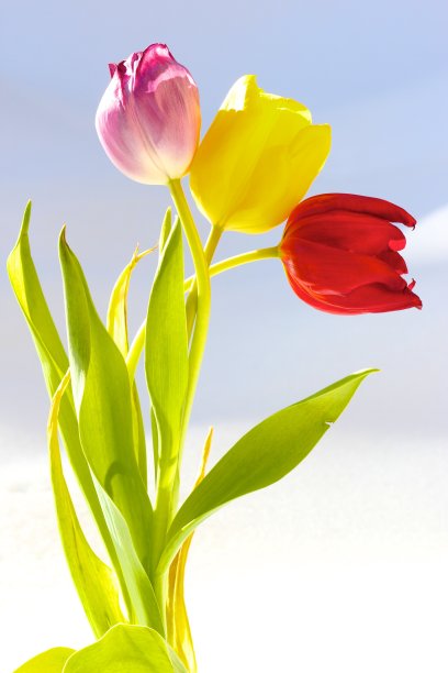 郁金香图片下载