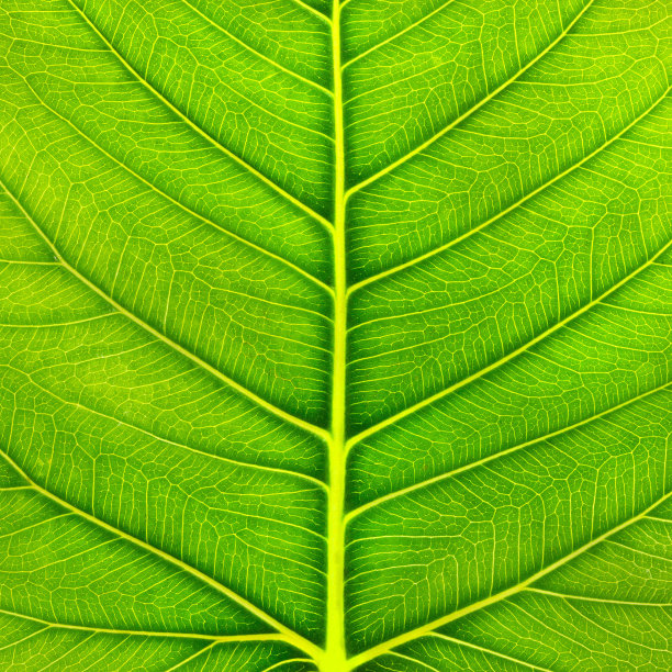 绿叶宏图片下载